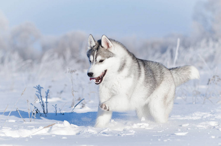 诺瑟恩在冬天的雪地里雪橇上奔跑着的哈士奇狗爪子