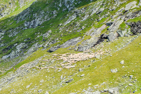 罗马尼亚transfagarasan路附近山坡上的一群羊。
