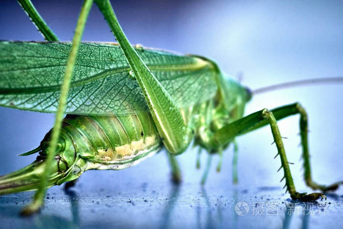大绿灌木蟋蟀是一种大种类的蟋蟀或灌木蟋蟀科四科亚科