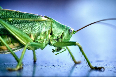 大绿灌木蟋蟀是一种大种类的蟋蟀或灌木蟋蟀科，四科亚科。