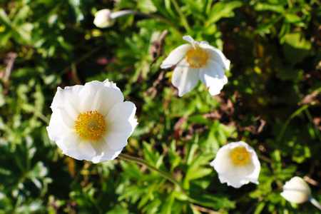 春季或夏季花园的白花特写