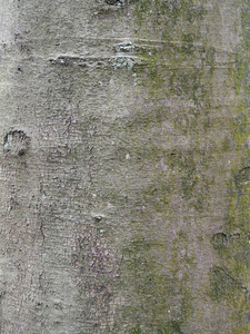 常见的山毛榉树法古斯西瓦蒂卡关闭树皮Warwickshire2018年11月