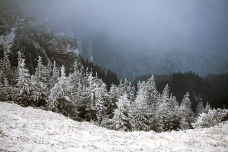 圣诞节和新年背景，山上有冬天的树，覆盖着新鲜的雪魔法节日背景