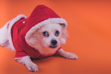 白色斯皮茨小狗在橙色背景。 穿红色连衣裙的狗