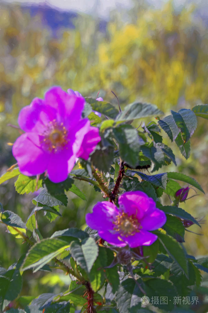 美丽的野玫瑰花绿色模糊的背景上有粉红色的花瓣