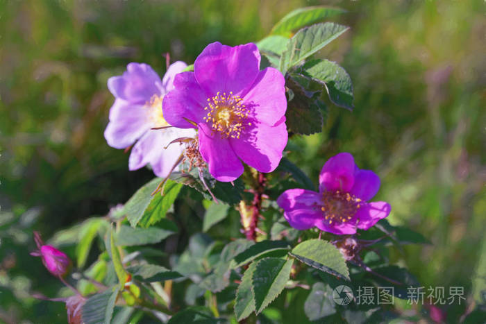 美丽的野玫瑰花,绿色模糊的背景上有粉红色的花瓣