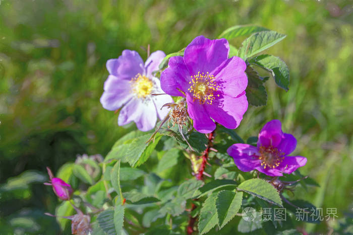 美丽的野玫瑰花,绿色模糊的背景上有粉红色的花瓣