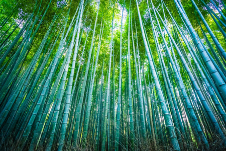 日本京都山森林竹林的美丽景观图片