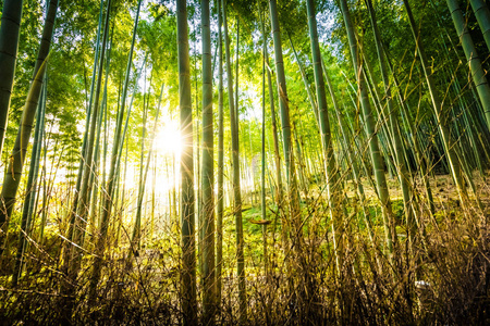 日本京都山森林竹林的美丽景观