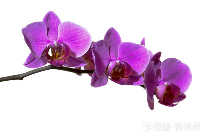 在白色背景上查出的水色粉红色兰花花 向量例证插画 正版商用图片14qmvz 摄图新视界
