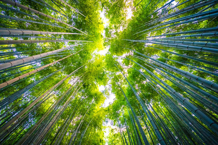 日本京都山森林竹林的美丽景观