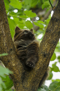 毛茸茸的无家可归的小猫在户外爬树