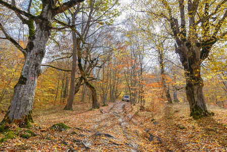 五彩缤纷的秋天森林景观在十月。