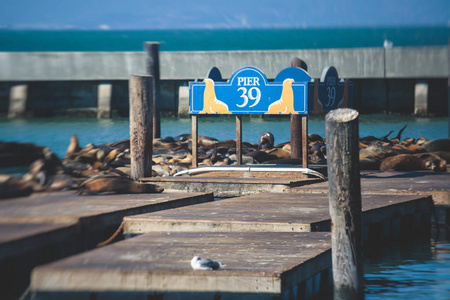 s wharf, California, USA, summer sunny da