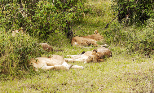 阴天在肯尼亚丛林中的母狮