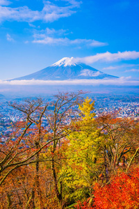 日本大林秋季枫叶树四周美丽的富士山景观，白云蓝天