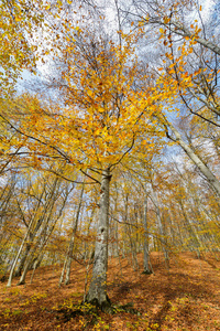 五彩缤纷的秋天森林景观在十月。