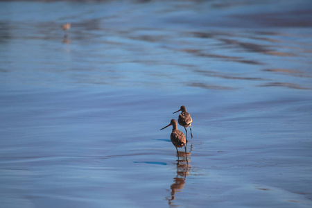 s edge and searching for food, SantaBarbara beach, California, 