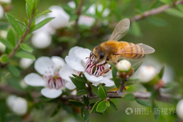 蜜蜂在新西兰的曼库阿花上，蜜蜂从那里生产曼努卡蜂蜜，具有药用特性