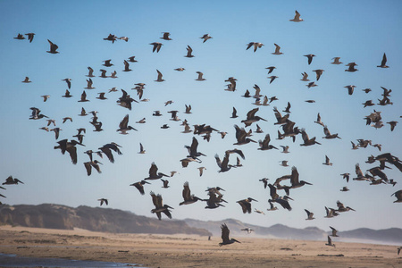 加州太平洋海岸1号高速公路沿线鸟岩和悬崖景观，是棕色黑色海豹和美国西部海鸥的栖息地和避难所
