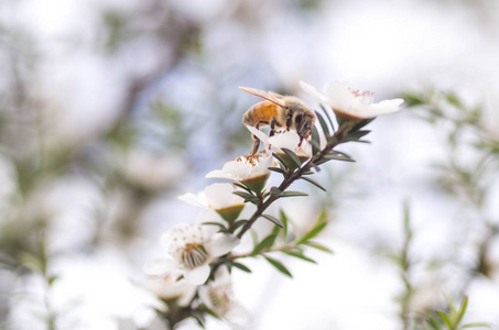 新西兰的曼卡花，蜜蜂用它制造具有药用特性的曼卡蜂蜜