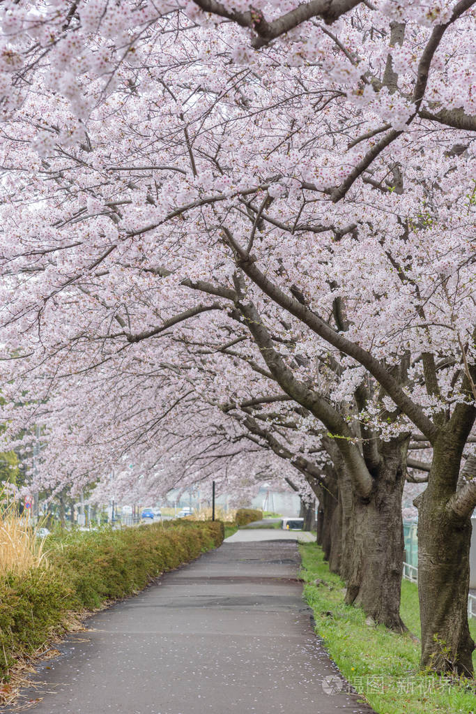 日本樱花树图片真实图片