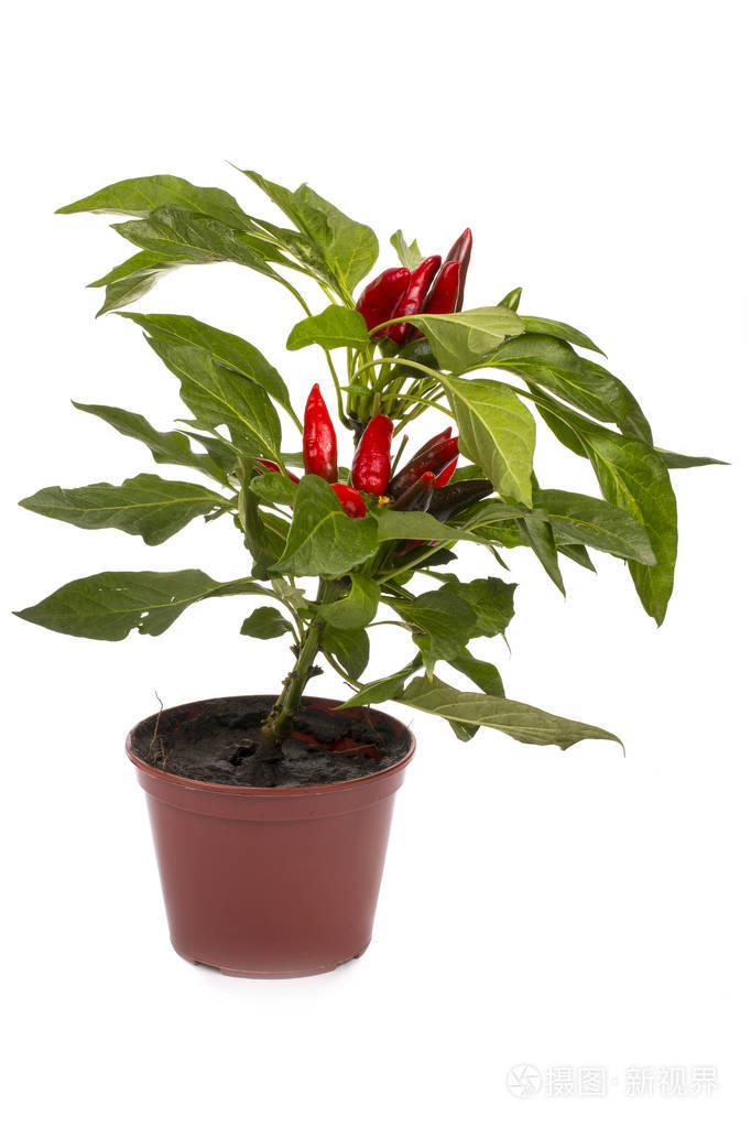 白色背景上的一种灌木装饰辣椒