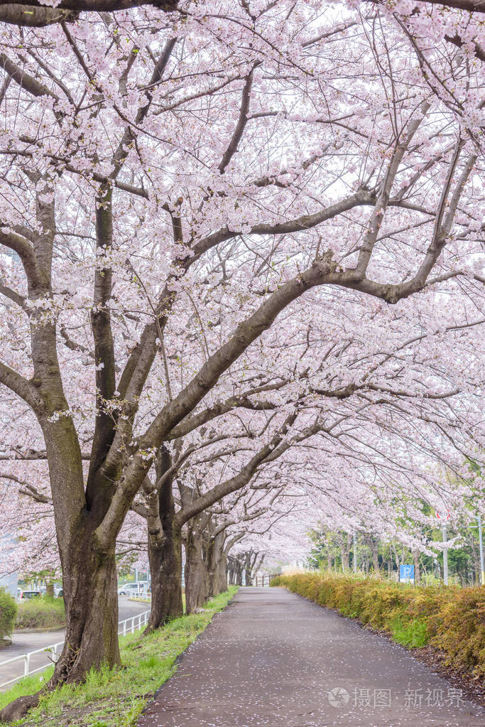 日本樱花树图片(日本樱花树图片壁纸)