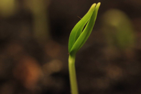 新的生活绿色植物的成长在地面背景上发光