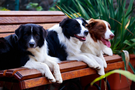 在花园里的长凳上放着三只品种边境牧羊犬