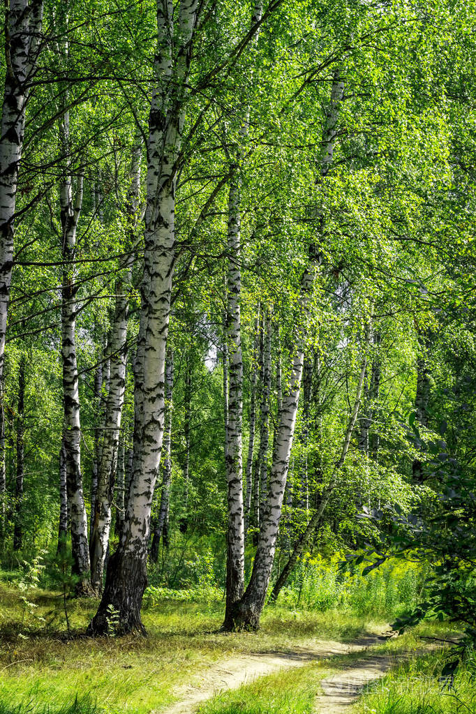 阳光下的夏季白桦林