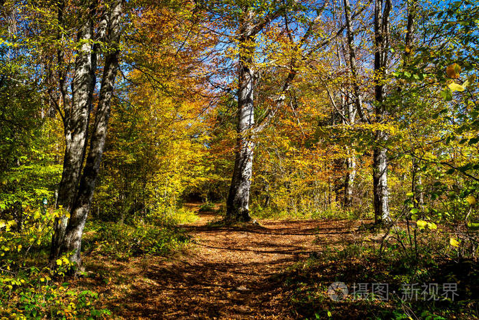 秋天山林中有树木的风景
