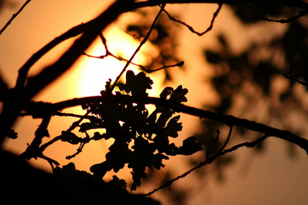 日落穿过森林中的树枝