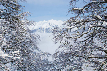 大雾中覆盖着白雪的高山美丽的冬景