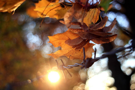 秋天鲜艳的叶子的细节，用美丽的铁丝网嵌入。