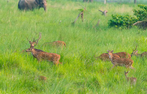 西卡或斑点鹿群在象草。 野生动物和动物照片。 日本鹿颈日本