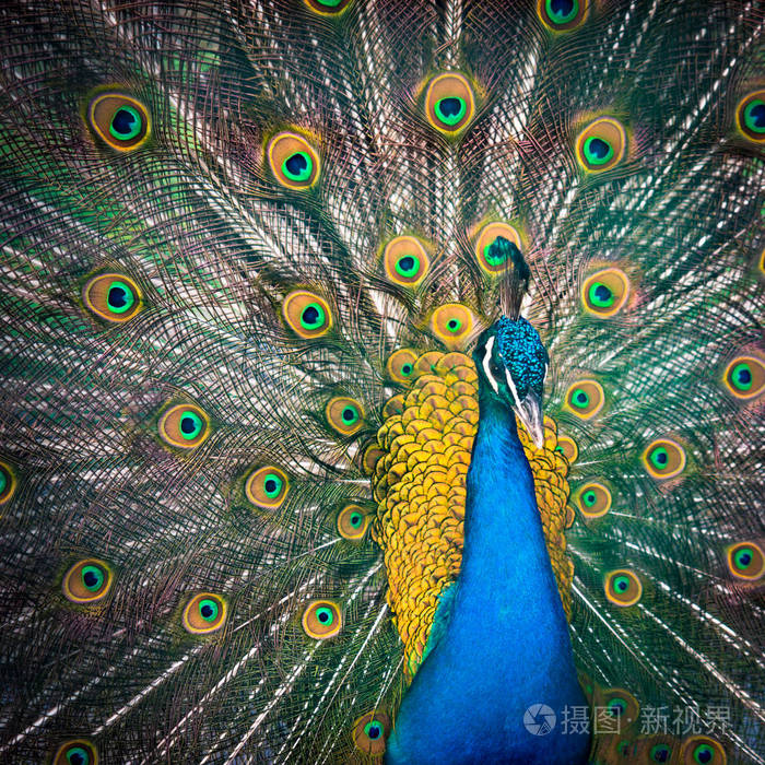 五颜六色的孔雀和它美妙的尾巴