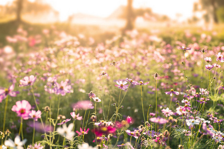 粉红色的宇宙花在花园里开着阳光