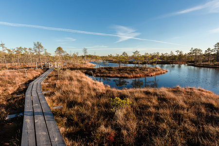 凸起的沼泽木板路。 坎梅里国家公园在拉脱维亚。 夏天。