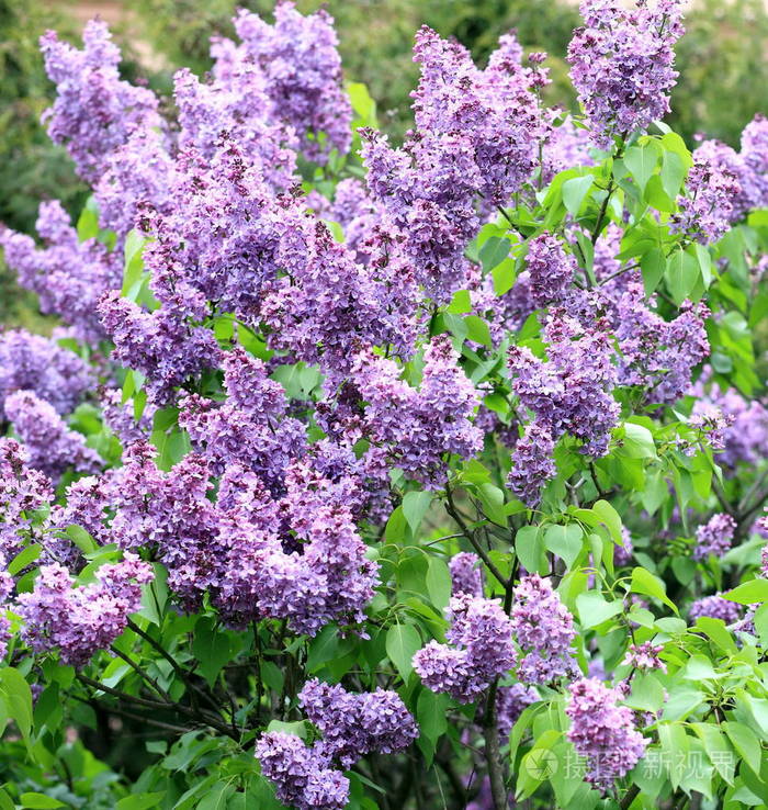 丁香花树叶的图片大全图片