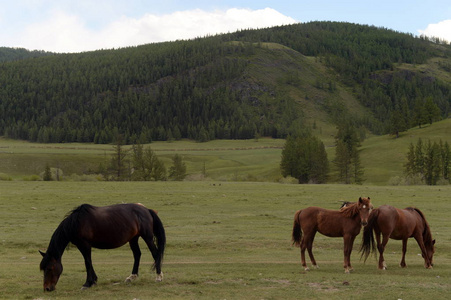 阿尔泰山区的马。西伯利亚西部俄罗斯