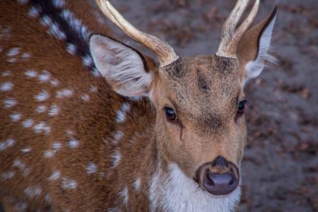 闭上鹿头的正面视图，用两只眼睛看着摄影师。 克罗地亚欧洲。
