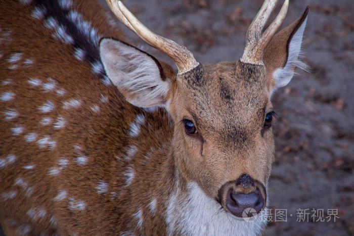 闭上鹿头的正面视图用两只眼睛看着摄影师克罗地亚欧洲