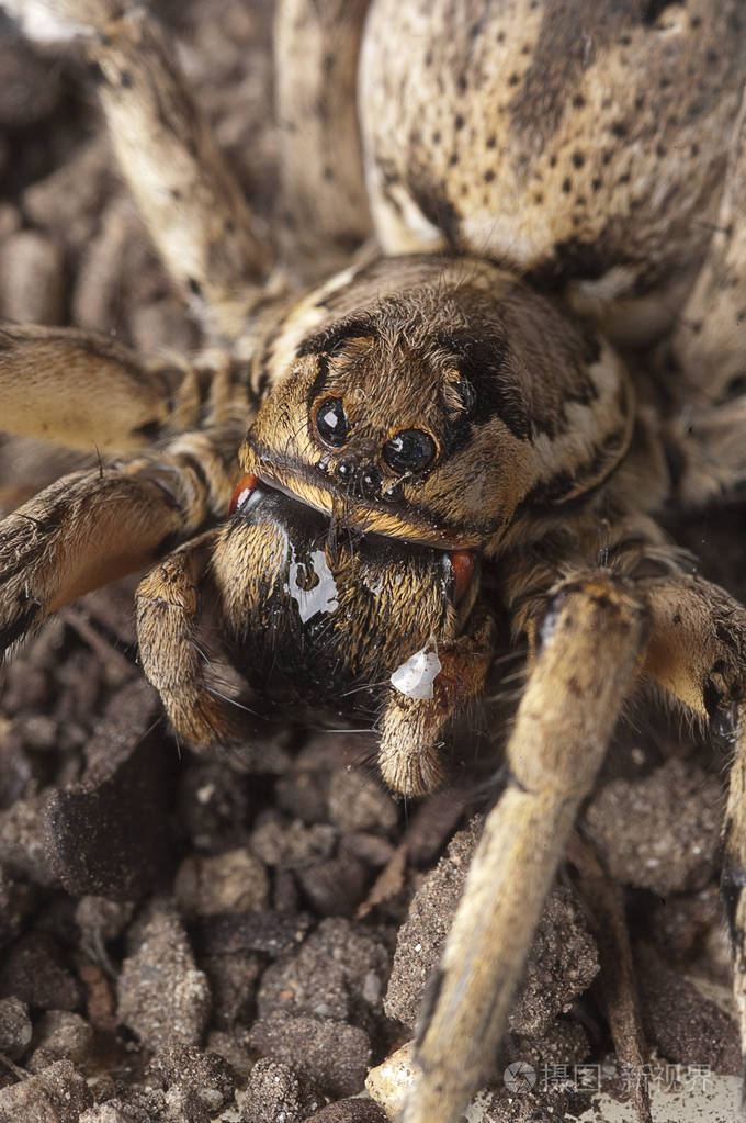 特写狼蛛种类狼蛛