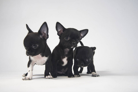 三只吉娃娃品种的幼犬，白色背景