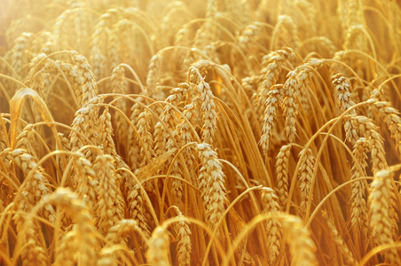 麦田.地上长着金色的麦穗.