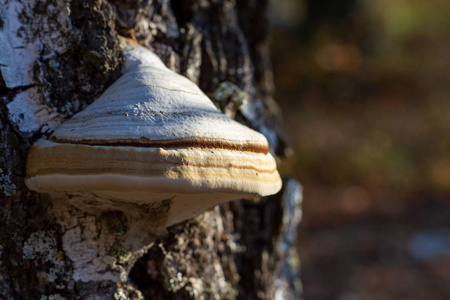 查加蘑菇生长在森林中一棵倒下的树的树皮上。 天然治疗蘑菇，用于制作药物配方。