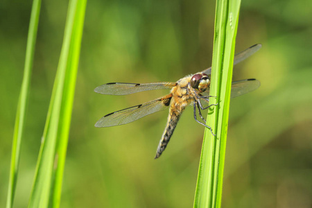 关闭一个四个斑点追逐者Libellula四边形或四个斑点撇嘴蜻蜓休息在阳光下的绿色芦苇。