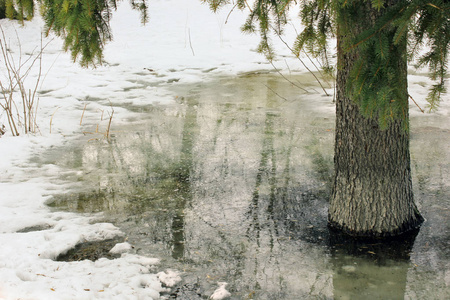 森林里的湖。 水中的树