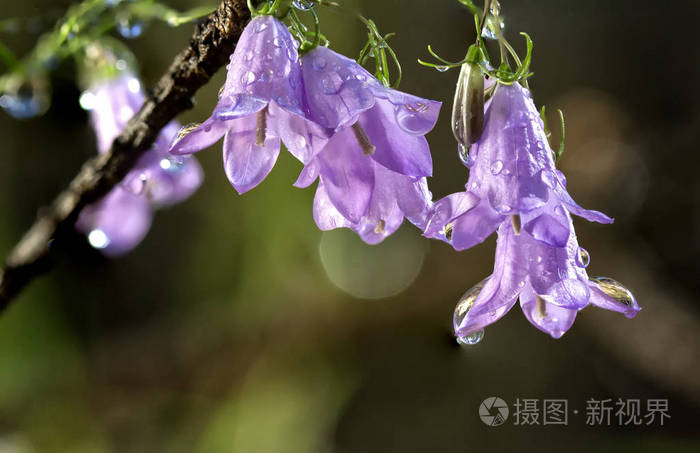 甘蓝科花美丽的蓝色多年生花卉生长在树林中。 近点